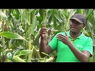 Video thumbnail for Maize Farming In Uganda/ Farming Tips Farming The Future