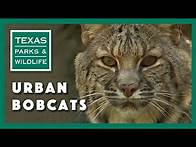 Video thumbnail for Bobcat City, Studying Urban Cats