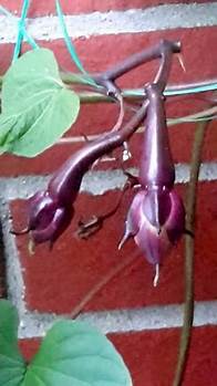 Video thumbnail for Moonflower Seed Pod