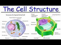 Video thumbnail for Biology - Intro to Cell Structure - Quick Review!