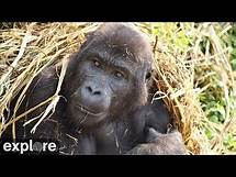 Video thumbnail for GRACE Gorilla Forest Corridor Cam powered by EXPLORE.org