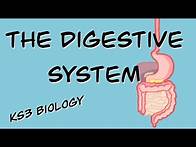 Video thumbnail for The Digestive System (BBC Bitesize KS3 Biology)