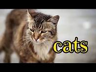 Video thumbnail for Cats 🐈 Urban Wildlife | Animal Science