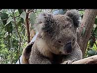 Video thumbnail for Cute Australian native animals | Koala, Kangaroo, Emu and Wombat