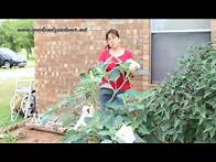 Video thumbnail for How to Grow and Use the Moon Flower