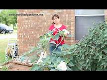 Video thumbnail for How to Grow and Use the Moon Flower