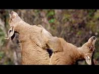 Video thumbnail for Best of Australian Animals | Top 5 | BBC Earth