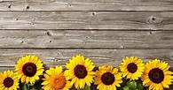 Video thumbnail for 20  Free Sunflower Printables: Patterns, Templates & Stencils for Painting and Crafting - Artsydee - Drawing, Painting, Craft & Creativity
