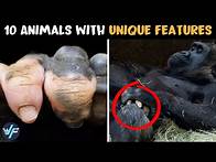 Video thumbnail for 10 Animals with Unique Features