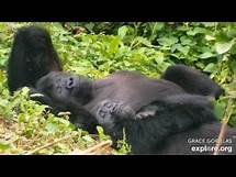 Video thumbnail for GRACE Gorilla Livestream powered by EXPLORE.org