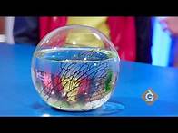 Video thumbnail for "Ecosystems" Science Lesson for Grades 3 -5 - Generation Genius: a K-8 Science teaching resource