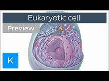 Video thumbnail for Eukaryotic cell: structure and function (preview) - Human Neuroanatomy | Kenhub