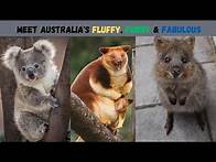 Video thumbnail for Australia’s 10 Cutest & Most Unique Animals That Will Melt Your Heart