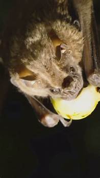 Video thumbnail for BAT Facts You Didn't Know