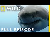 Video thumbnail for Shocking Shark Attacks: The Dark Side of Paradise (Full Episode) | When Sharks Attack