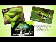 Video thumbnail for Discover Rainforest Habitats | Learn About Animals and Ecosystems for Kids | Hands-On Education
