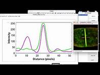 Video thumbnail for How to plot profile intensity for multiple fluorescence images in ImageJ