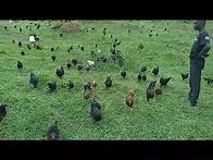 Video thumbnail for Free range Poultry in Uganda - Zoe Organic Farm (www.zoeorganicfarm.org)