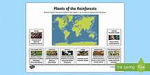 Video thumbnail for Plants of the Rainforest Worksheets