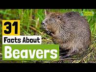 Video thumbnail for 31 Facts About Beavers - Learn All About Beavers - Animals for Kids - Educational Video