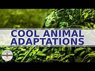 Video thumbnail for What is Adaptation in Animals? Conservation Science Explainer Video