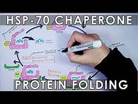 Video thumbnail for HSP-70 / HSP-40 Chaperone Protein Folding