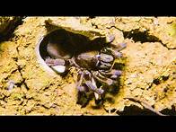 Video thumbnail for Trapdoor Spider Seizes Insect | The Dark: Nature's Nighttime World | BBC Earth
