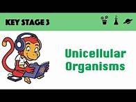 Video thumbnail for Unicellular organisms