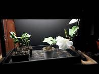 Video thumbnail for How to Grow Moonflower Indoors