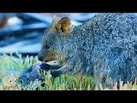 Video thumbnail for Meet the Quokka - Cutest Animal from Australia