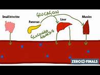Video thumbnail for Blood Glucose Regulation and Diabetes