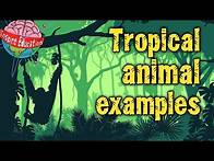 Video thumbnail for Tropical Rainforest Animals