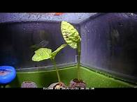 Video thumbnail for Fast Growing Moonflower Vine - Seedling Timelapse