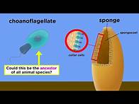 Video thumbnail for The Origin of Multicellular Life: Cell Specialization and Animal Development