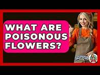 Video thumbnail for What Are Poisonous Flowers? - Childhood Education Zone