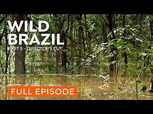 Video thumbnail for Amazon Rainforest | Wildlife of the Amazon Jungle | Nature Documentary