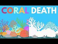 Video thumbnail for What Happens If All The Coral Dies?