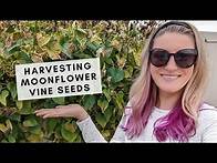 Video thumbnail for How to Harvest and Save Moonflower Vine Seeds