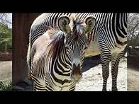 Video thumbnail for Extreme Adaptations: Animal Defenses