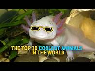 Video thumbnail for The Top 10 COOLEST Animals In The World