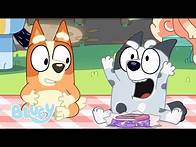 Video thumbnail for 🔴LIVE: Best Bluey Episodes from Series 3! | Unicorse, Pizza Girls, and More! | Bluey