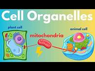 Video thumbnail for Cell Organelles (Plant Cells vs. Animal Cells)