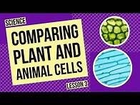 Video thumbnail for Comparing Plant and Animal Cells