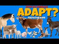Video thumbnail for How Do Animals Adapt to Their Environment? Animal Adaptation Facts for Kids