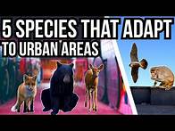 Video thumbnail for 5 Species That Adapt To Urban Areas
