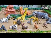 Video thumbnail for Animals with the Most Powerful Senses Nature's Superheroes Animals Live Stream
