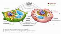 Video thumbnail for The Real Difference Between Plant and Animal Cells