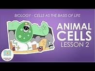 Video thumbnail for Animal Cells Lesson 2 - Structure and Function