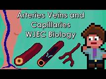 Video thumbnail for Structure of the Arteries, Veins and Capillaries - WJEC/AQA Biology - (GCSE REVISION)