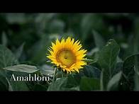 Video thumbnail for Stone & Bones ft. Toshi - Amahloni (Villager SA Remix)